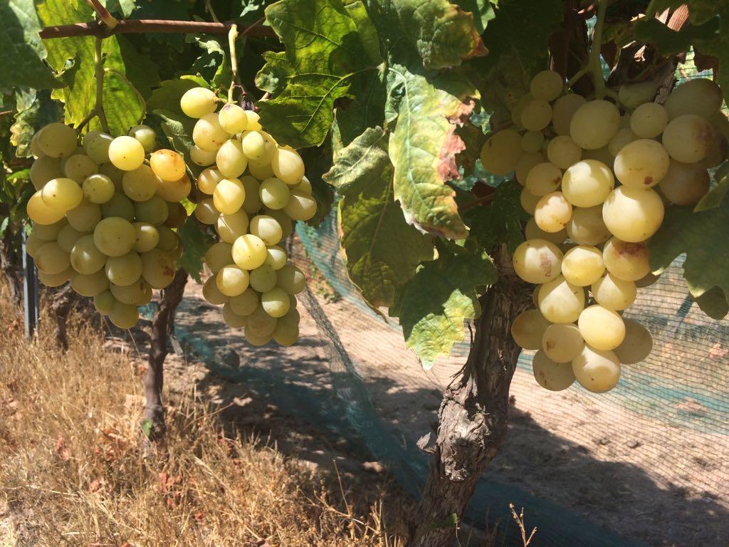 Agriturismo Mieleamaro Villa Olbia Eksteriør bilde