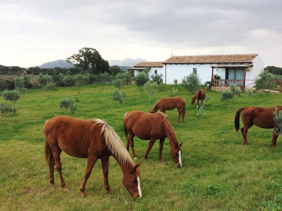 Agriturismo Mieleamaro Villa Olbia Eksteriør bilde